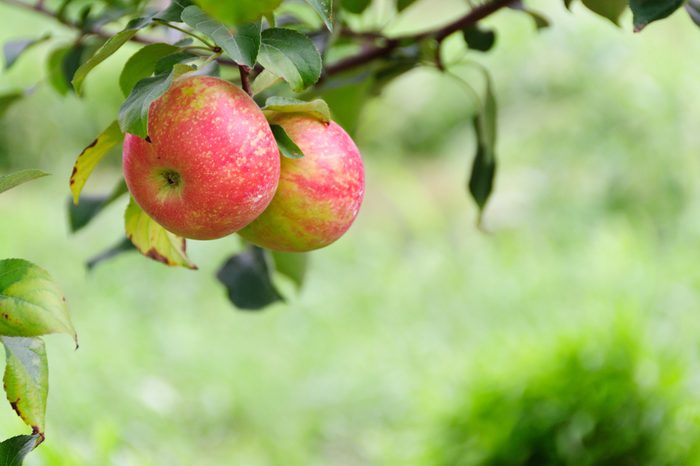 A pair of honeycrisp apples in front of a field in horizontal