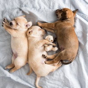 Three Small Puppies Sleeping on Bed Side by Side