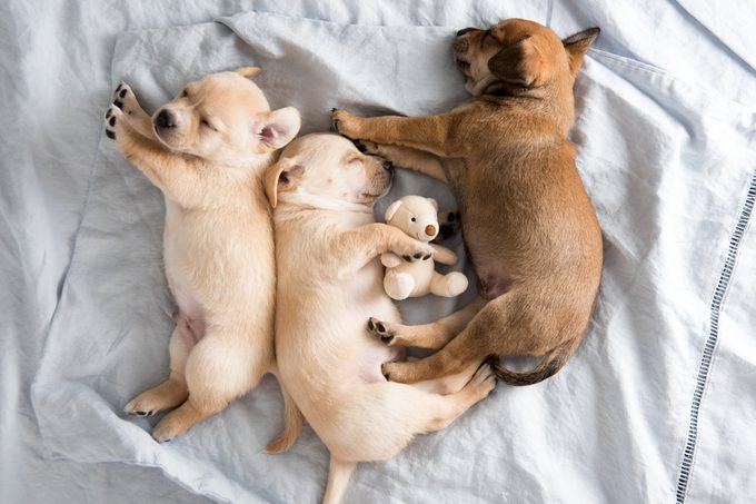 Three Small Puppies Sleeping on Bed Side by Side