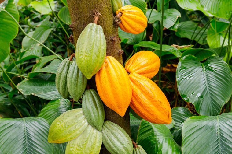 Yellow and green Cocoa pods grow on the tree. The cocoa tree ( Theobroma cacao ) with fruits.