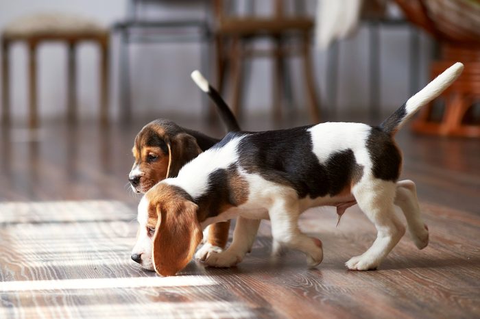 Beagle puppy playing at home on a hardwood floor. Place for text