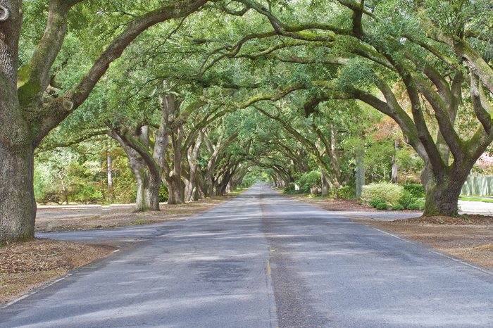 A living archway of oaks lines South Boundary Drive in Aiken, South Carolina.
