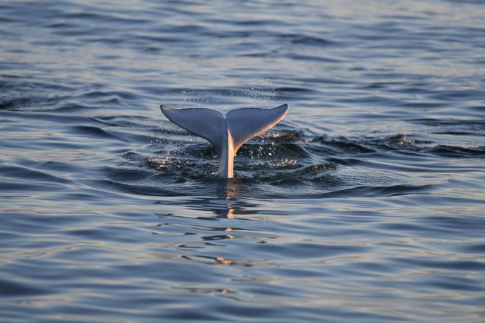 beluga whales in Churchill manitoba Canada