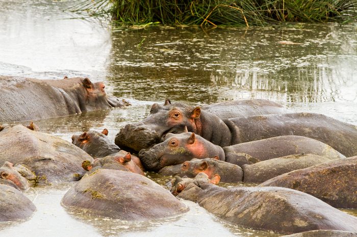 Common hippopotamus (Hippopotamus amphibius), or hippo, mostly herbivorous, semiaquatic mammal native to sub-Saharan Africa, in the water in Ngorongoro Conservation Area (NCA) Crater Highlands, Tanzan