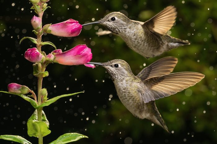 Two hummingbirds visit pink flowers in raining day