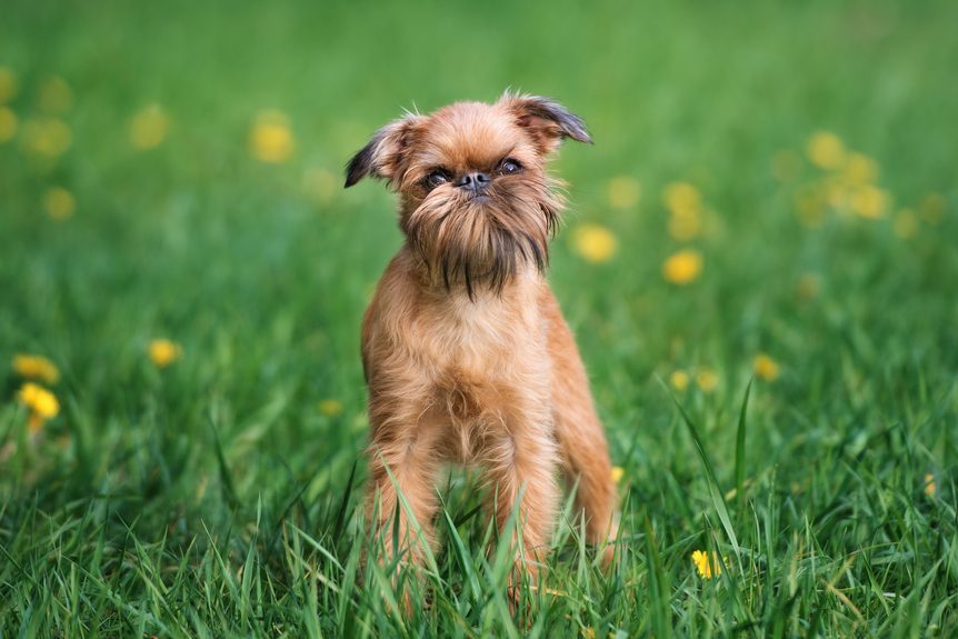 Brussels griffon dog in the grass
