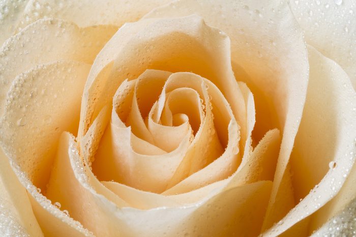 Cream tea rose with drops of dew close up