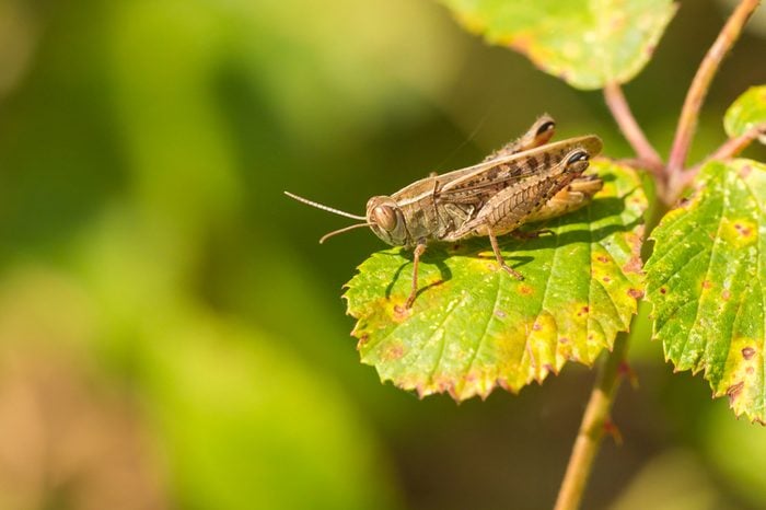 Closeup of a Meadow Grasshopper - Chorthippus parallelus - resting in sunlight on a green leaf
