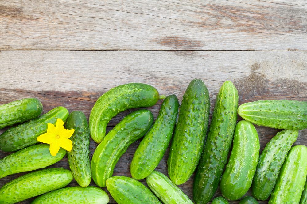 Ripe cucumbers on wooden garden table. Top view with copy space