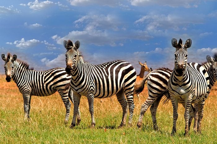 Dazzle of Zebras (Equus quagga) standing on the lush plains next to Lake Kariba in Matusadona National Park Zimbabwe