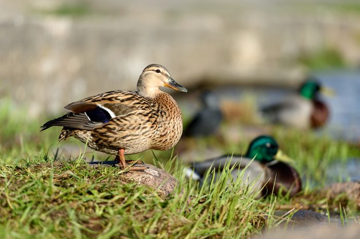 Birds and animals in wildlife. Amazing closeup view of brown mallard female duck on stone under sunlight with others swimming nearby in water of park river landscape.