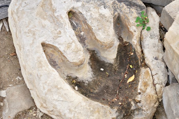 Real dinosaur footprint imprinted in the rock.