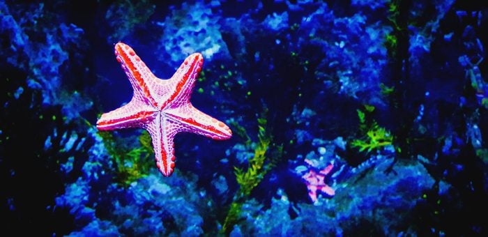 Close-Up Of Starfish In Sea