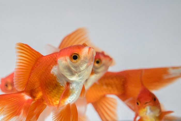 Group Goldfish isolate on a gray background