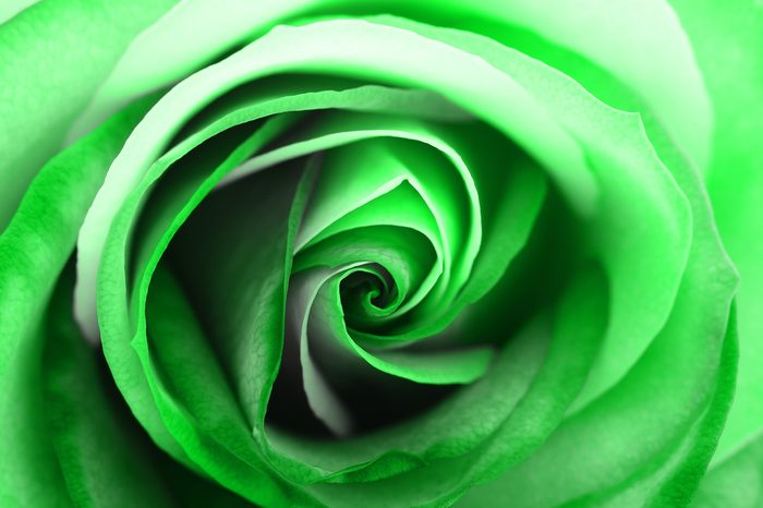 Macro of green and white rose heart petals for greetings background