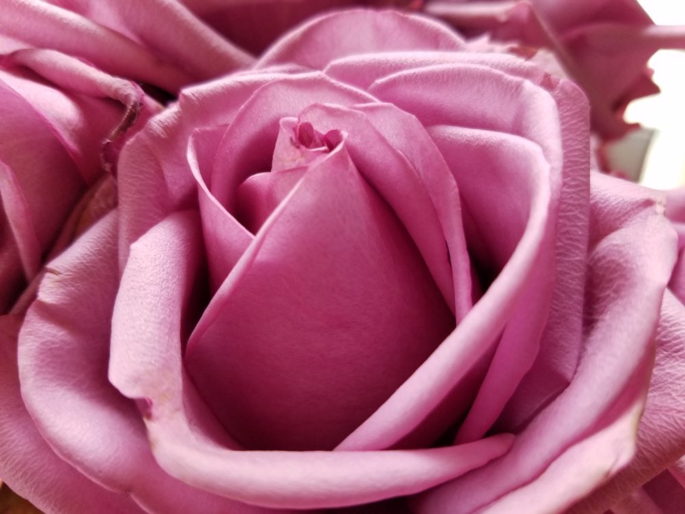 Image result for different colours of rose