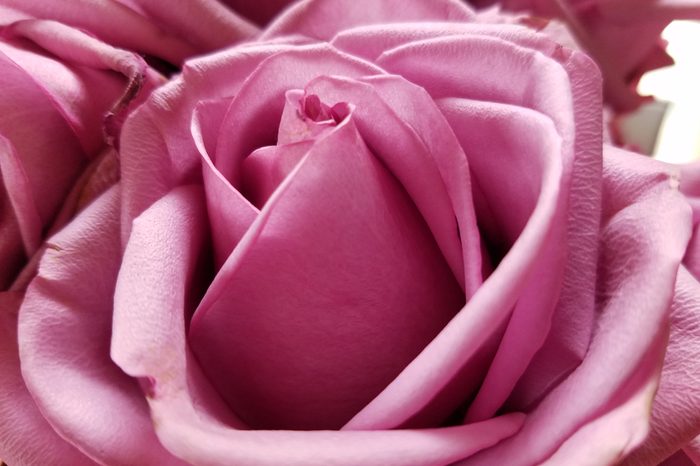 close up of lavender rose