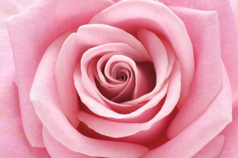 Rose Color Meanings for Every Color Rose | Reader's Digest