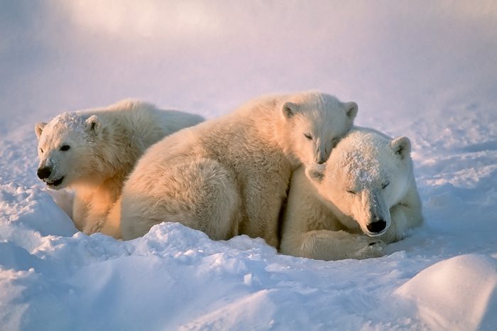 Polar bear with her cubs