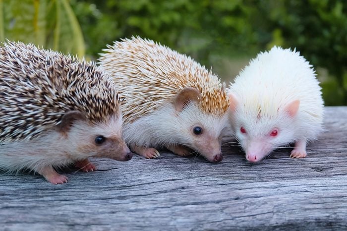 Dwarf Hedgehog and Friends Are looking at food with dwarf hedgehogs.
