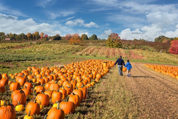 father and child picking out a pumpkin on a farm