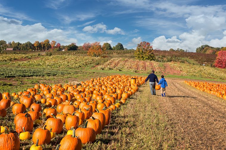 father and child picking out a pumpkin on a farm