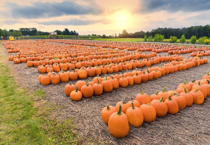 a field of picked pumpkins arranged geometrically