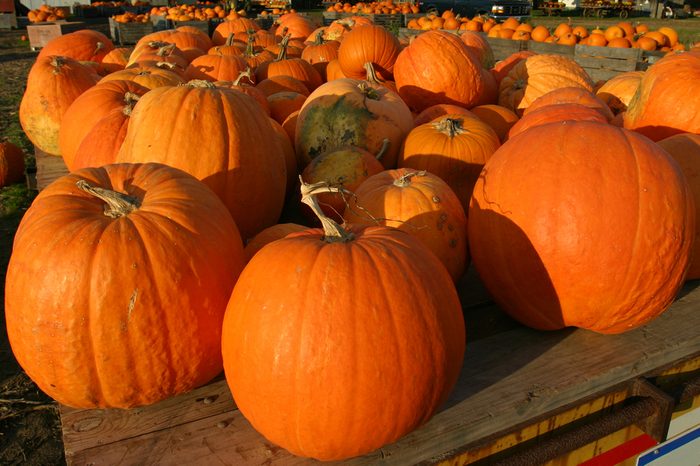 The Best Pumpkin Patch in Every State | Reader's Digest
