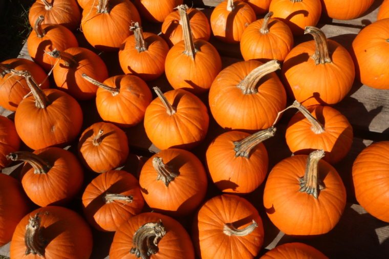 A variety of small pumpkins for sale at a fall harvest market in Massachusetts