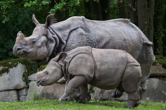 Newborn Indian rhinoceros (Rhinoceros unicornis) with its mother. 