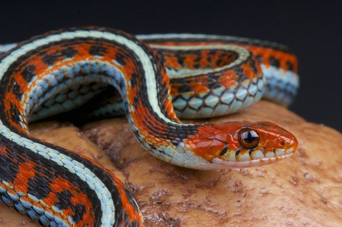 San Francisco Garter Snake / Thamnophis sirtalis tetrataenia