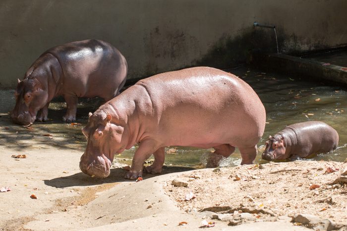 Family of hippos on a walk