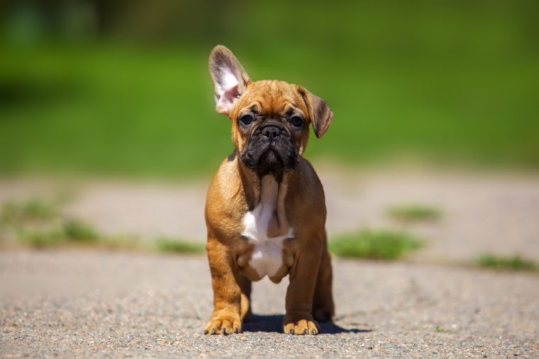 Mistakes Every Dog Owner Makes | Reader's Digest