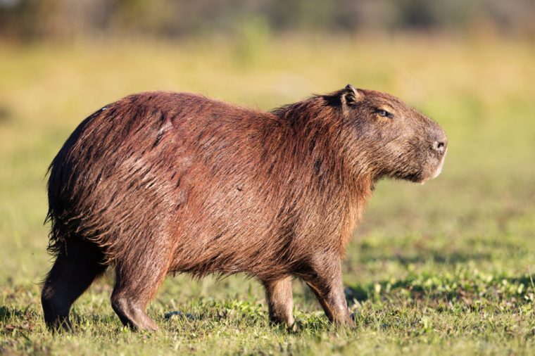 브라질 Pantanal의 Capybara.
