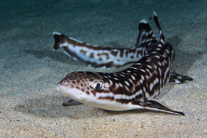 Juvenile Coral Catshark on sand during a night dive in Indonesia