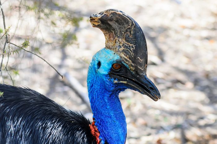 The Southern cassowary