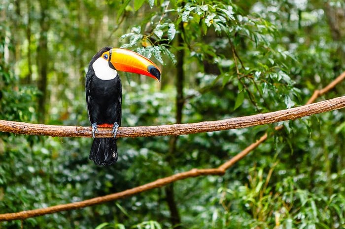 toucan in rain forest with tree and foliage, early in the morning after rain.