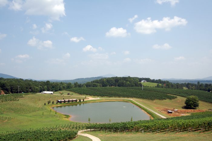 Landscape with a pond and vineyard in Georgia