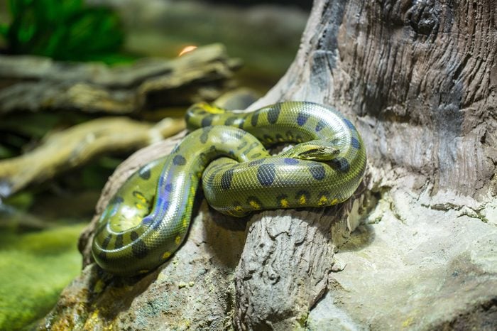 Green anaconda in the jungle