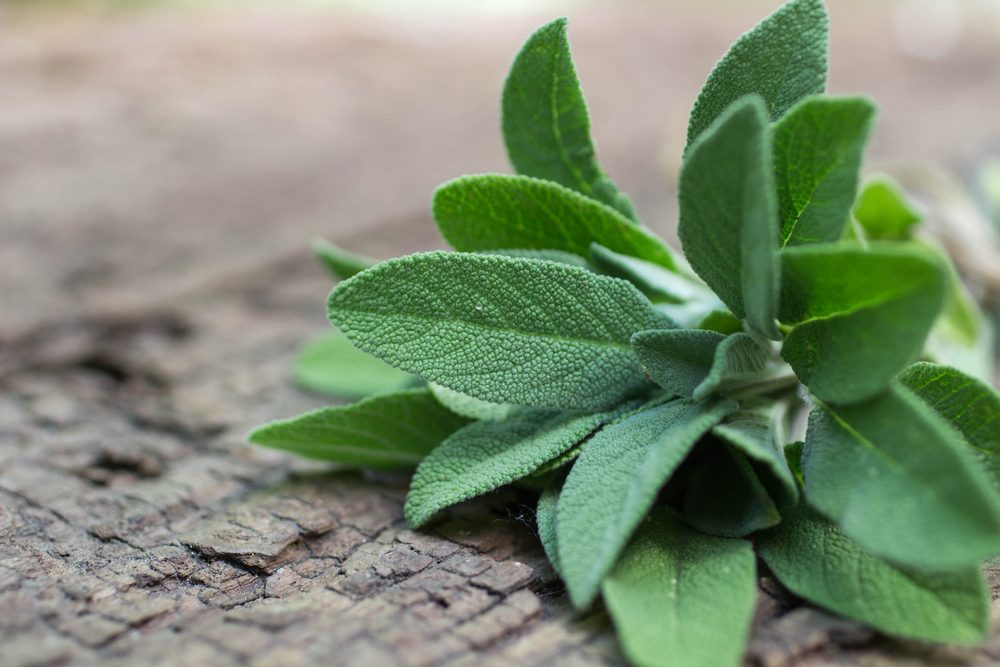A bunch of fresh sage on an old wooden table. Selective focus