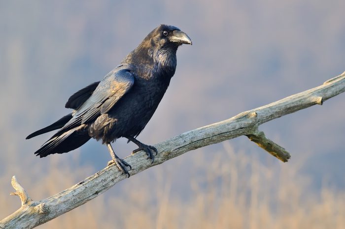 Common Raven (Corvus Corax) On the Branch