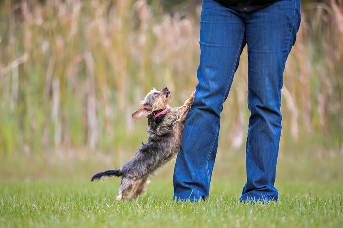 Yorkie jumping up at owners legs