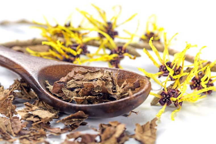 flowering witch hazel (Hamamelis) and wooden spoon with dried leaves for homemade skin care cosmetics and bath additive on a white background, closeup with selected focus, narrow depth of field