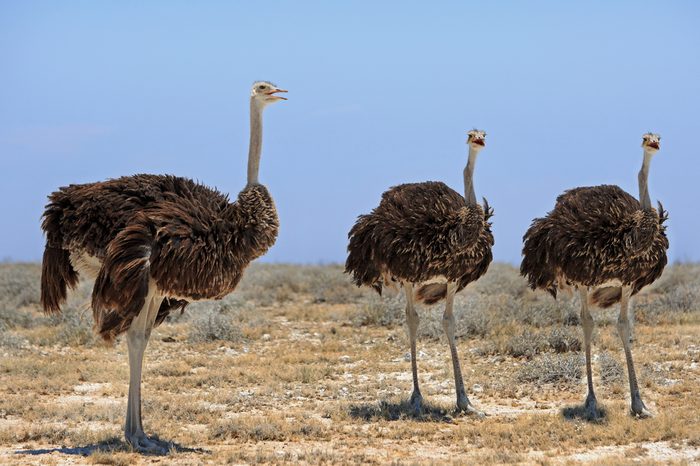 Ostriches standing on the etosha plains 