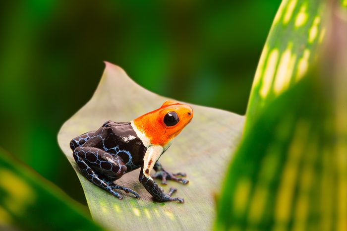 Poison dart frog, ranitomeya fantastica in the tropical Amazon rain forest of Peru. A macro of a small poisonous and toxic animal in the jungle.