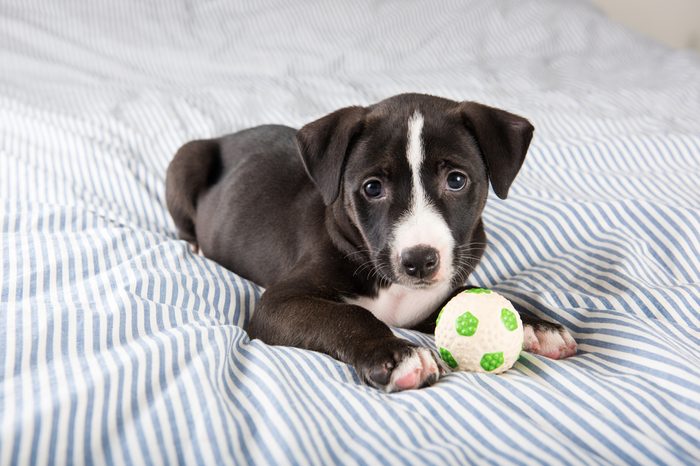 Pit Bull and Labrador Mix Black Puppy Falling Asleep on Human Bed with Soccer Ball