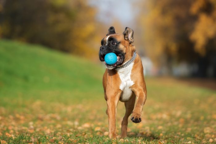 happy german boxer dog playing with a ball in autumn