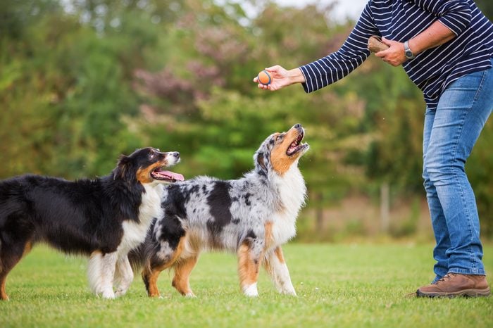 woman trains with two Australian Shepherd dogs on a dog training field