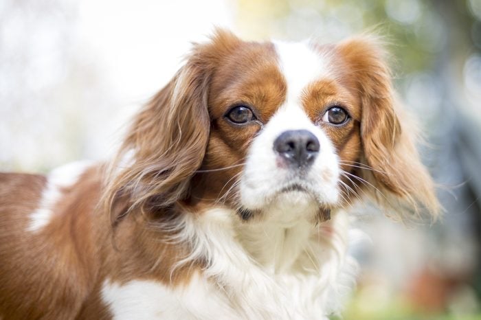 Beautiful brown white dog portrait Cavalier King Charles Spaniel