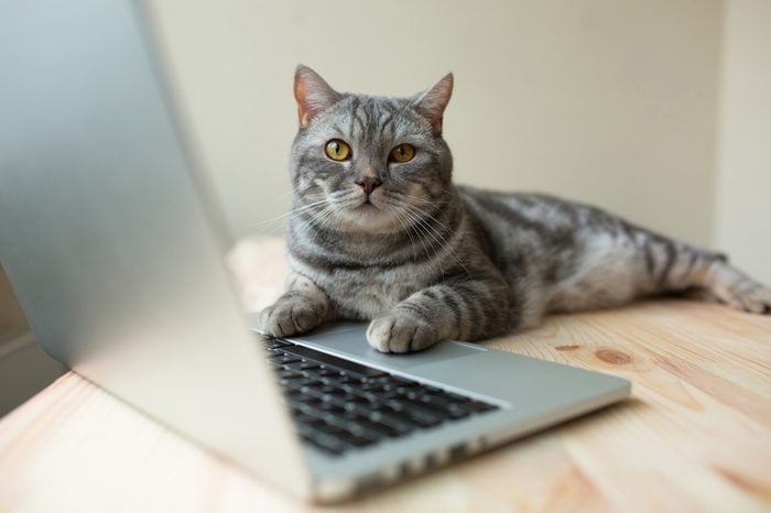 cute scottish straight gray cat working at the computer online